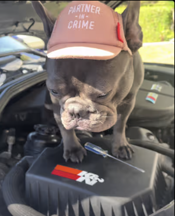 Frenchie replaces hood struts as a first maintenance project on her BMW M5 !